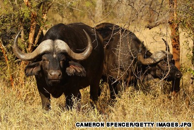 10 khu bảo tồn hoang d&atilde; đẹp nhất ch&acirc;u Phi